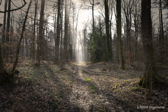 wald