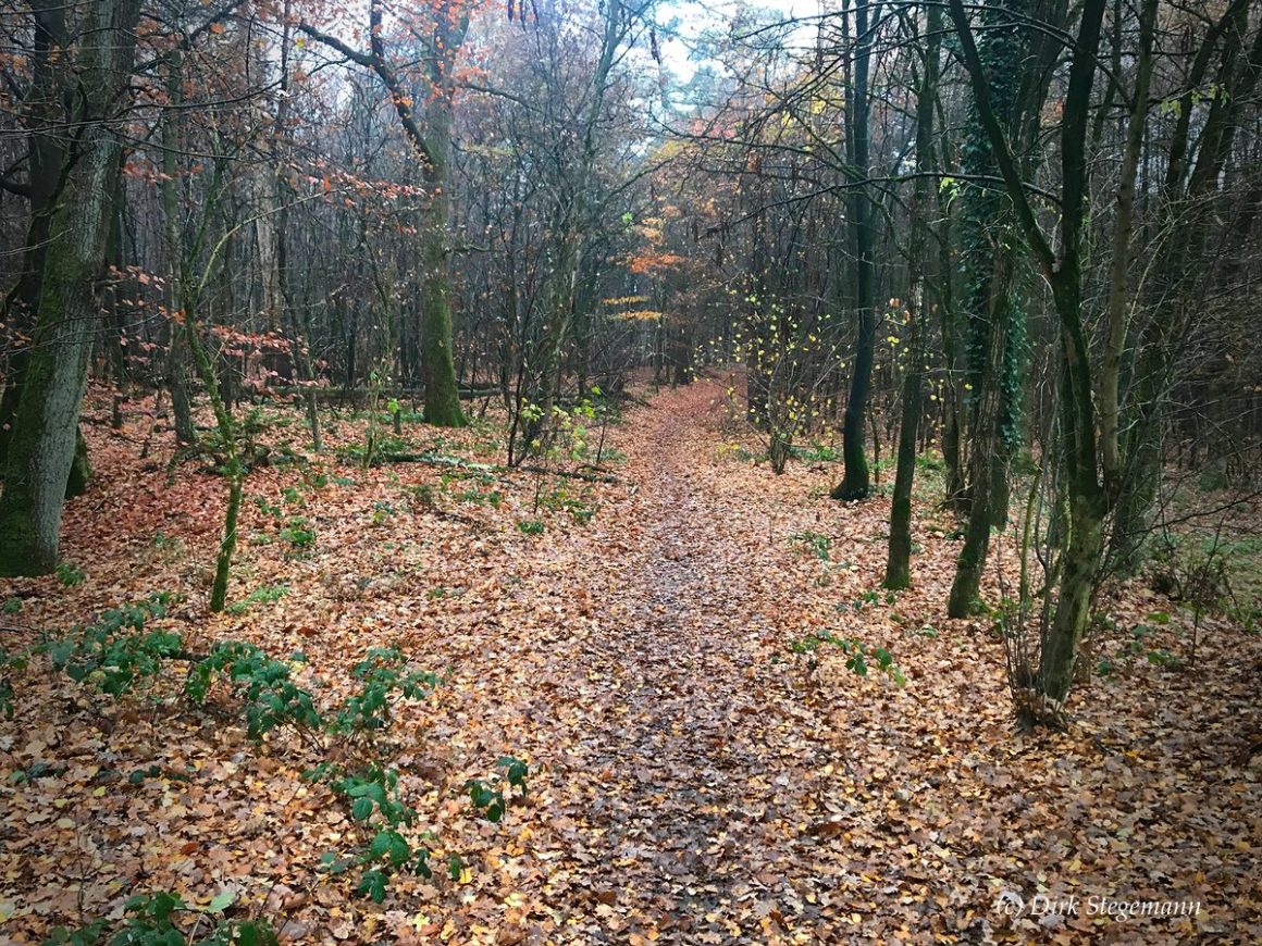 Wacholderheide Holtwick bei Haltern am See