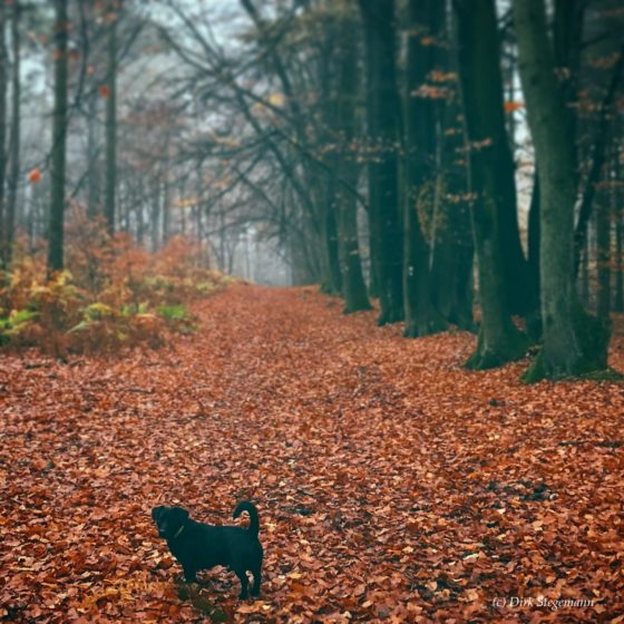 Wacholderheide