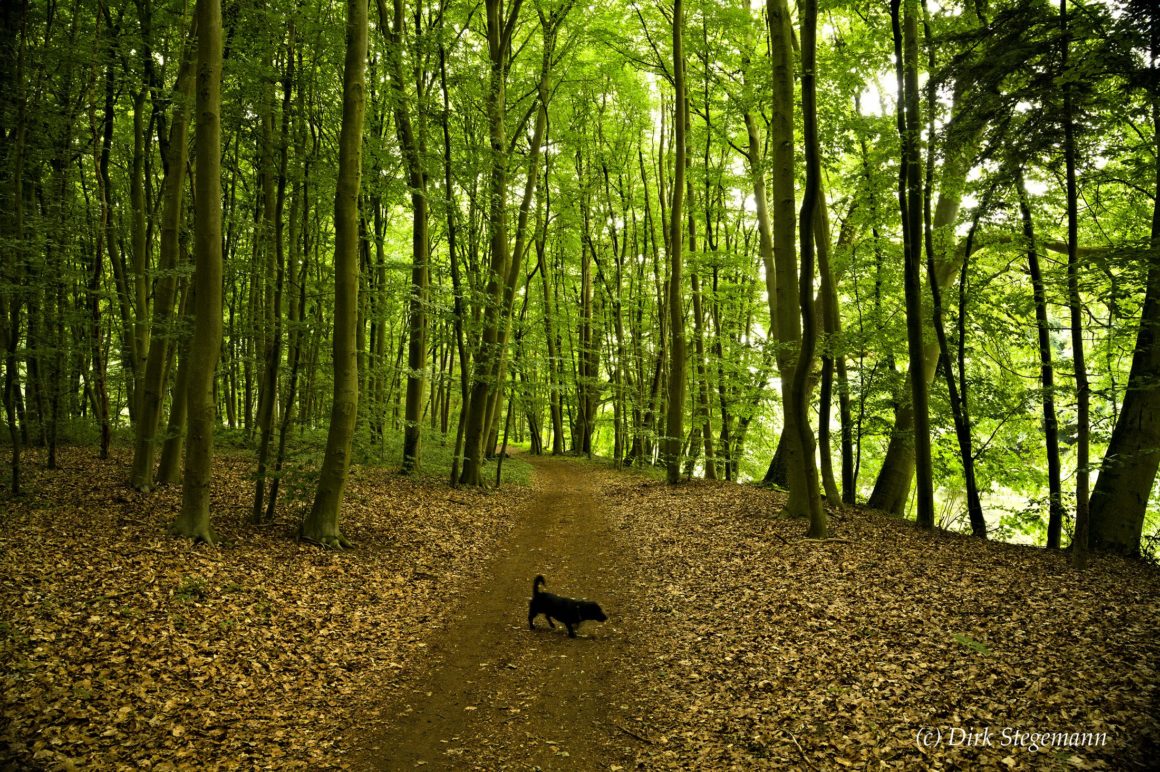Spaziergang an der Emsaue aktives Münsterland