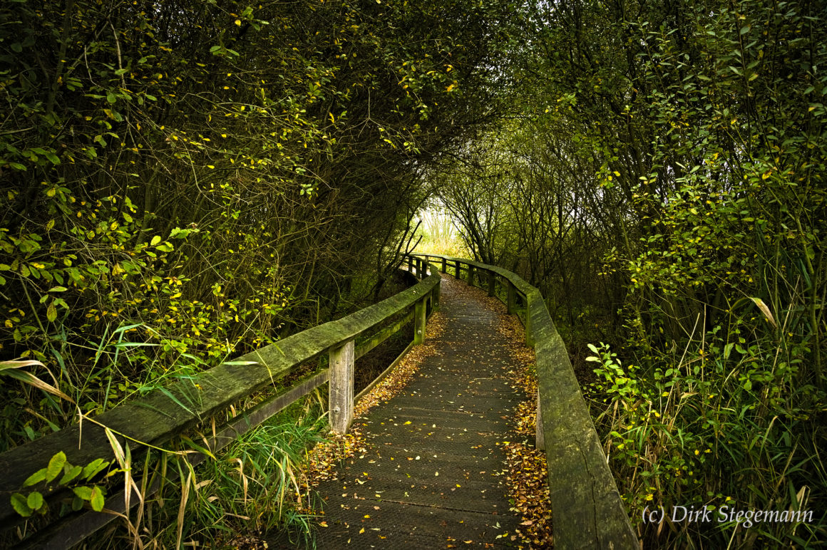 Herbststimmung in den Rieselfeldern bei Münster